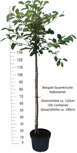 Morina ® Prunus Cerasus `Morina´ -Pflanzenhof-online Geschäft Sauerkirsche Beispiel HalbstammZsvXTaWPnPxVI
