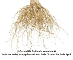 Achat Ⓢ Prunus Cerasus `Achat´ 10 Achat Ⓢ Prunus Cerasus `Achat´ -Pflanzenhof-online Geschäft Sauerkirsche Beispiel wurzelnacktwfmcTYRt6LQ0P