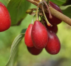 Großfrüchtige Kornelkirsche `Schönbrunner Gourmet Dirndl´ Cornus Mas `Schönbrunner Gourmetdirndl´ -Pflanzenhof-online Geschäft Sch nbrunner2