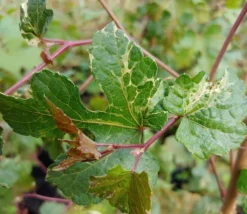 Porzellanbeere / Scheinrebe `Elegans´ Ampelopsis Brevipedunculata `Elegans´ 6 Porzellanbeere / Scheinrebe `Elegans´ Ampelopsis Brevipedunculata `Elegans´ -Pflanzenhof-online Geschäft Scheinrebe Amelopsis