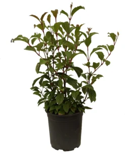 Duftender Winterschneeball `Dawn´ Viburnum Bodnantense `Dawn´ -Pflanzenhof-online Geschäft Schneeball Dawn weiss