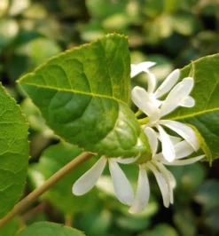 Schneeflockenstrauch Chionanthus Retusus -Pflanzenhof-online Geschäft Schneeflockenstrauch1