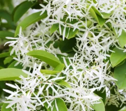 Schneeflockenstrauch Chionanthus Retusus