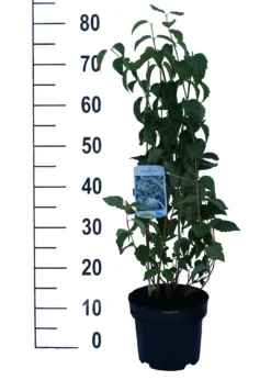 Bauern-Jasmin `Schneesturm´ Philadelphus Coronarius `Schneesturm´ -Pflanzenhof-online Geschäft Schneesturm