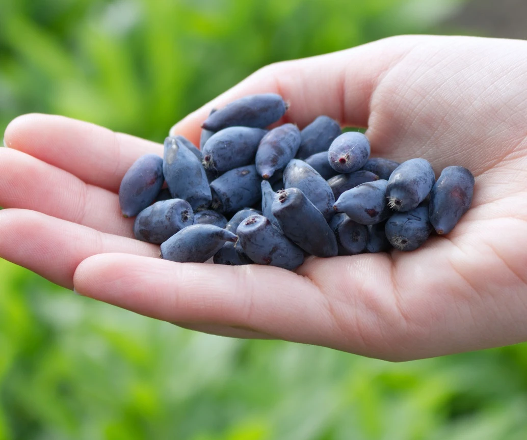 Maibeere / Honigbeere `Altaj´ Lonicera Kamtschatica `Altaj´ 1 Maibeere / Honigbeere `Altaj´ Lonicera Kamtschatica `Altaj´