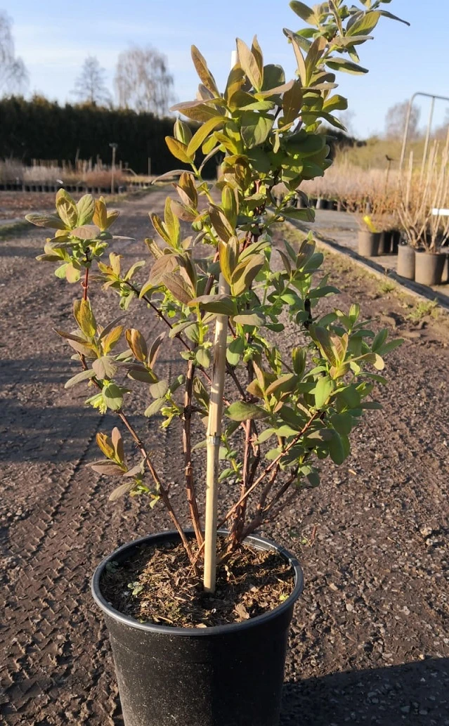 Sibirische Blaubeere / Honigbeere `Wojtek´ Lonicera Kamtschatica `Wojtek´ 2 Sibirische Blaubeere / Honigbeere `Wojtek´ Lonicera Kamtschatica `Wojtek´ – Bild 2