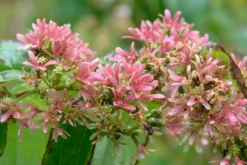 Sieben-Söhne-des-Himmels-Strauch Heptacodium Miconioides 13 Sieben-Söhne-des-Himmels-Strauch Heptacodium Miconioides -Pflanzenhof-online Geschäft Sieben S hne Fruchtstand