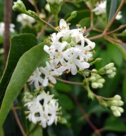 Sieben-Söhne-des-Himmels-Strauch Heptacodium Miconioides 15 Sieben-Söhne-des-Himmels-Strauch Heptacodium Miconioides -Pflanzenhof-online Geschäft Sieben S hne des Himmels