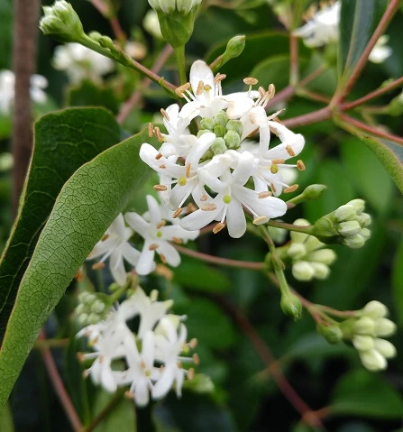 Sieben-Söhne-des-Himmels-Strauch Heptacodium Miconioides 7 Sieben-Söhne-des-Himmels-Strauch Heptacodium Miconioides – Bild 7
