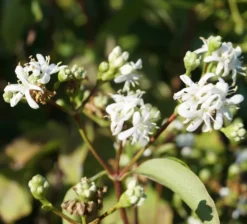 Sieben-Söhne-des-Himmels-Strauch Heptacodium Miconioides 16 Sieben-Söhne-des-Himmels-Strauch Heptacodium Miconioides -Pflanzenhof-online Geschäft Sieben S hne des himmels 1