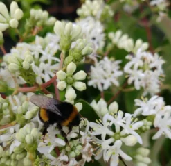 Sieben-Söhne-des-Himmels-Strauch Heptacodium Miconioides