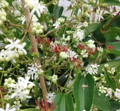 Sieben-Söhne-des-Himmels-Strauch Heptacodium Miconioides 12 Sieben-Söhne-des-Himmels-Strauch Heptacodium Miconioides -Pflanzenhof-online Geschäft Sieben s hne1