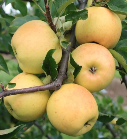 Sirius Ⓢ Malus Domestica `Sirius´ 8 Sirius Ⓢ Malus Domestica `Sirius´ -Pflanzenhof-online Geschäft Sirius1