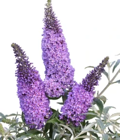 Schmetterlingsflieder Butterfly Candy® (versch. Farben) Buddleja Davidii -Pflanzenhof-online Geschäft Sommerflieder lila blau