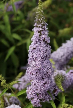 Schmetterlingsflieder Butterfly Candy® (versch. Farben) Buddleja Davidii -Pflanzenhof-online Geschäft Sommerflieder lila weiss