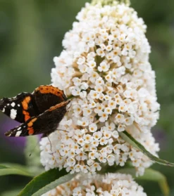 Schmetterlingsflieder Butterfly Candy® (versch. Farben) Buddleja Davidii -Pflanzenhof-online Geschäft Sommerflieder weiss1