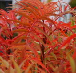 Eberesche `Dodong´ Sorbus Conmixta `Dodong´ -Pflanzenhof-online Geschäft Sorbus Dodong4