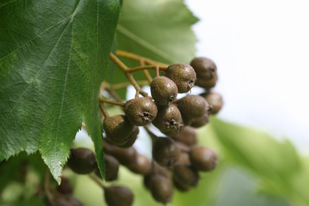 Elsbeere Sorbus Torminalis 1 Elsbeere Sorbus Torminalis