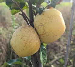 Spanischer Krautapfel Malus Domestica `Spanischer Krautapfel´ 5 Spanischer Krautapfel Malus Domestica `Spanischer Krautapfel´ -Pflanzenhof-online Geschäft Spanischer Krautapfel1