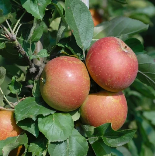 Säulenapfel Spurkoop Malus Domestica `Spurkoop´ 1 Säulenapfel Spurkoop Malus Domestica `Spurkoop´ -Pflanzenhof-online Geschäft SpurkoopFY2pp5KkZKmfy