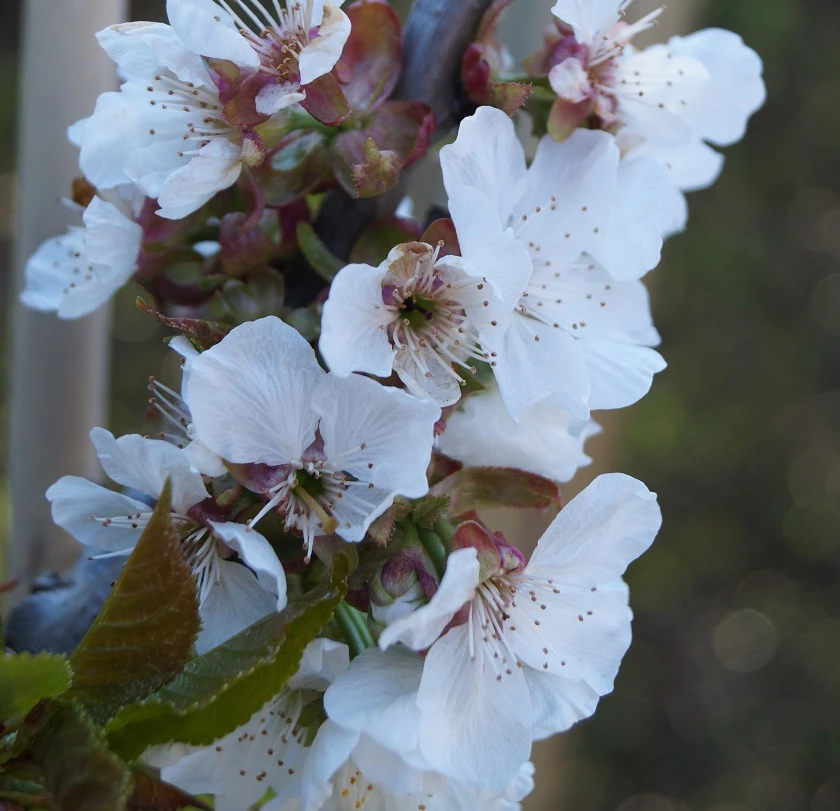 Stella - Selbstfruchtbar Prunus Avium `Stella´ 2 Stella - Selbstfruchtbar Prunus Avium `Stella´ – Bild 2
