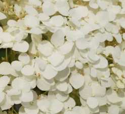Garten-Hortensie `Incrediball®´ Hydrangea Arborescens -Pflanzenhof-online Geschäft Strong anabelle