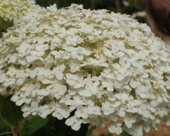 Garten-Hortensie `Incrediball®´ Hydrangea Arborescens -Pflanzenhof-online Geschäft Strong anabelle1