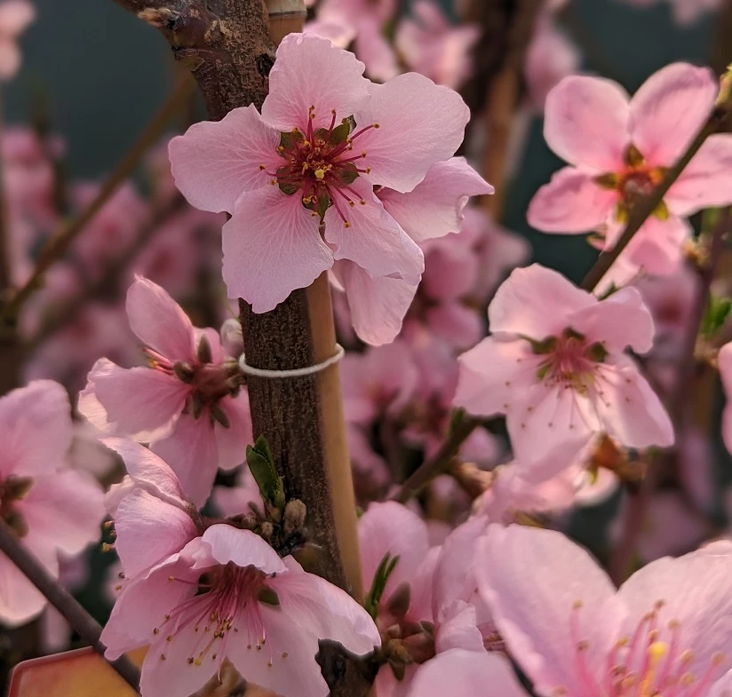 Pfirsich `Suncrest´ Prunus Persica `Suncrest´ 2 Pfirsich `Suncrest´ Prunus Persica `Suncrest´ – Bild 2