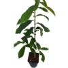 Veredelte Indianerbanane `Sunflower´ Asimina Triloba `Sunflower´