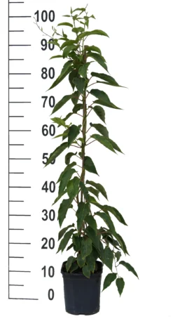 Bayernkiwi 3er-Set Mit Großfrüchtigen Sorten Actinidia Arguta 5 Bayernkiwi 3er-Set Mit Großfrüchtigen Sorten Actinidia Arguta -Pflanzenhof-online Geschäft Super Jumbo weissFvoRaFC425vl0