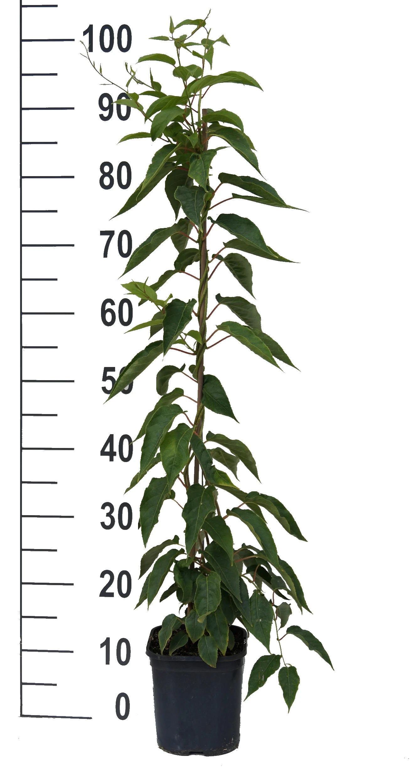 Bayernkiwi 3er-Set Mit Großfrüchtigen Sorten Actinidia Arguta 3 Bayernkiwi 3er-Set Mit Großfrüchtigen Sorten Actinidia Arguta – Bild 3