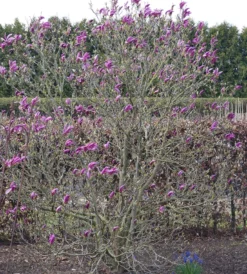 Purpur-Magnolie `Susan´ Magnolia Liliiflora `Susan´ -Pflanzenhof-online Geschäft Susan Bl tezeit