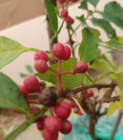 Szechuan Pfeffer Zanthoxylum Simulans -Pflanzenhof-online Geschäft Szechuan Pfeffer