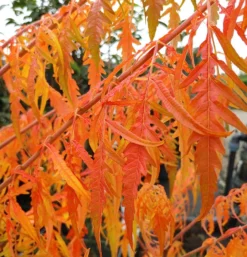 Essigbaum `Tiger Eyes´ Rhus Typhina `Tiger Eyes´ 8 Essigbaum `Tiger Eyes´ Rhus Typhina `Tiger Eyes´ -Pflanzenhof-online Geschäft Tiger Eyes Rhus