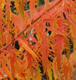 Essigbaum `Tiger Eyes´ Rhus Typhina `Tiger Eyes´ 7 Essigbaum `Tiger Eyes´ Rhus Typhina `Tiger Eyes´ -Pflanzenhof-online Geschäft Tiger Eyes Rhus1