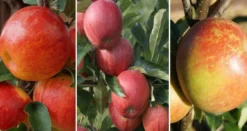Halbstamm Drei-Sorten Apfelbaum (Gala, Elstar, Jonagold, Cox Orange) Malus Domestica