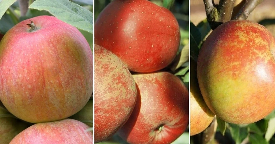 Drei-Sorten Apfelbaum (Alkmene, Melrose, Cox Orange, James Grieve) Malus Domestica 1 Drei-Sorten Apfelbaum (Alkmene, Melrose, Cox Orange, James Grieve) Malus Domestica