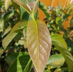 Schwarzer Tupelobaum Nyssa Sylvatica 8 Schwarzer Tupelobaum Nyssa Sylvatica -Pflanzenhof-online Geschäft Tupelobaum Blatt