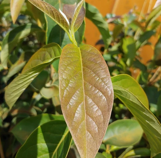 Schwarzer Tupelobaum Nyssa Sylvatica 3 Schwarzer Tupelobaum Nyssa Sylvatica – Bild 3