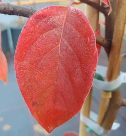 Schwarzer Tupelobaum Nyssa Sylvatica 10 Schwarzer Tupelobaum Nyssa Sylvatica -Pflanzenhof-online Geschäft Tupelobaum herbstf rbung 1