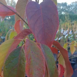 Schwarzer Tupelobaum Nyssa Sylvatica 9 Schwarzer Tupelobaum Nyssa Sylvatica -Pflanzenhof-online Geschäft Tupelobaum herbstf rbung