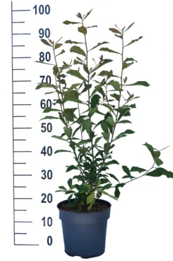 Schwarzer Tupelobaum Nyssa Sylvatica 11 Schwarzer Tupelobaum Nyssa Sylvatica -Pflanzenhof-online Geschäft Tupelobaum weiss