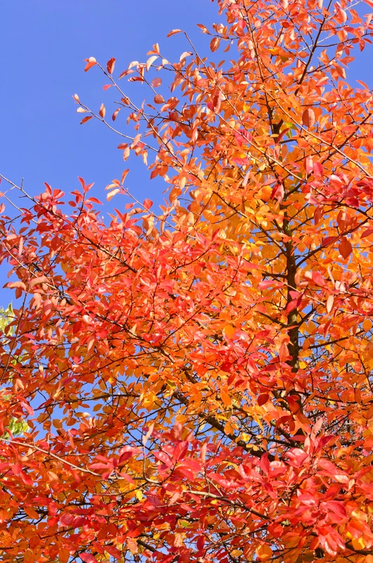 Schwarzer Tupelobaum Nyssa Sylvatica 1 Schwarzer Tupelobaum Nyssa Sylvatica