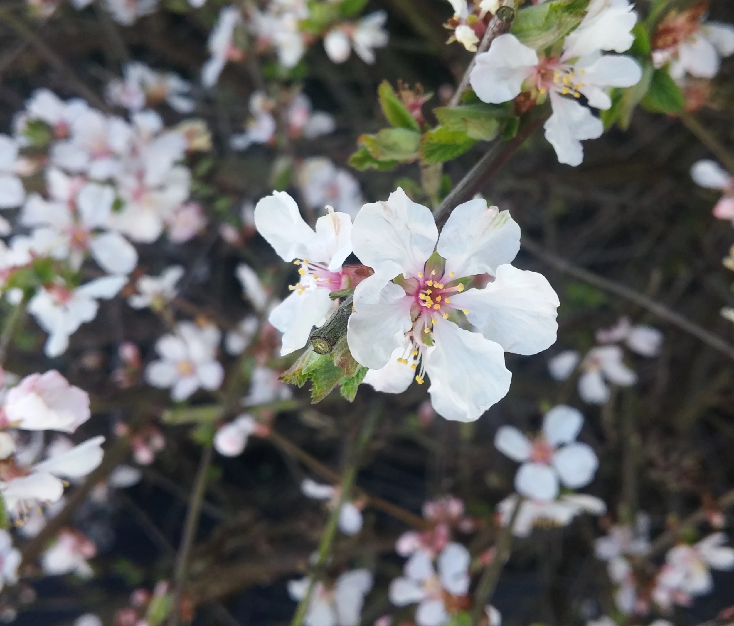 Nankingkirsche `Orient´ Prunus Tomentosa Orient 2 Nankingkirsche `Orient´ Prunus Tomentosa Orient – Bild 2