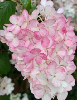 Rispenhortensie `Vanille-Fraise´ Hydrangea Paniculata `Vanille Fraise´ 10 Rispenhortensie `Vanille-Fraise´ Hydrangea Paniculata `Vanille Fraise´ -Pflanzenhof-online Geschäft Vanille Fraise 2017