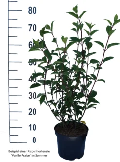 Rispenhortensie `Vanille-Fraise´ Hydrangea Paniculata `Vanille Fraise´ 14 Rispenhortensie `Vanille-Fraise´ Hydrangea Paniculata `Vanille Fraise´ -Pflanzenhof-online Geschäft Vanille Fraise weiss