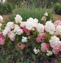 Rispenhortensie `Vanille-Fraise´ Hydrangea Paniculata `Vanille Fraise´ 15 Rispenhortensie `Vanille-Fraise´ Hydrangea Paniculata `Vanille Fraise´ -Pflanzenhof-online Geschäft Vanille Fraise22