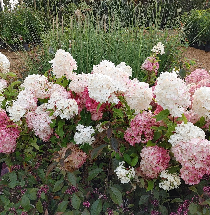 Rispenhortensie `Vanille-Fraise´ Hydrangea Paniculata `Vanille Fraise´ 8 Rispenhortensie `Vanille-Fraise´ Hydrangea Paniculata `Vanille Fraise´ – Bild 8
