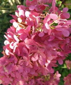 Rispenhortensie `Vanille-Fraise´ Hydrangea Paniculata `Vanille Fraise´ 13 Rispenhortensie `Vanille-Fraise´ Hydrangea Paniculata `Vanille Fraise´ -Pflanzenhof-online Geschäft Vanille fraise August