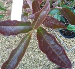 Amerikanischer Schneeball `Brandywine´ Viburnum Nudum `Brandywine´ 12 Amerikanischer Schneeball `Brandywine´ Viburnum Nudum `Brandywine´ -Pflanzenhof-online Geschäft Viburnum Brandywine Herbstf rbung